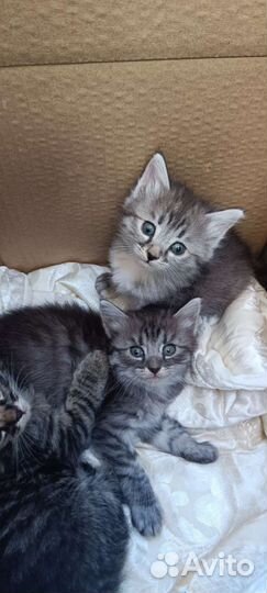 Кошечки в добрые ручки