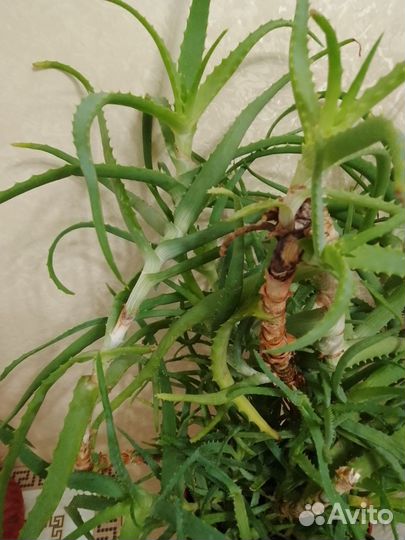 Алоэ лечебный