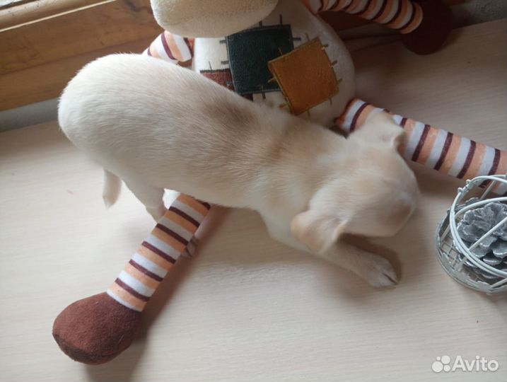 Щенки чихуахуа