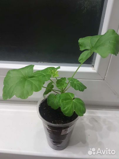 Сортовые и коллекционные пеларгонии