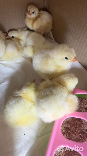 Цыплята