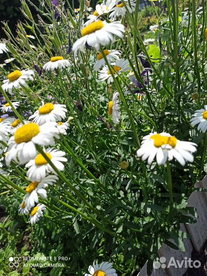 Ромашки многолетние