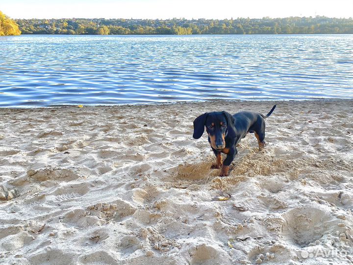 Вязка кобель такса