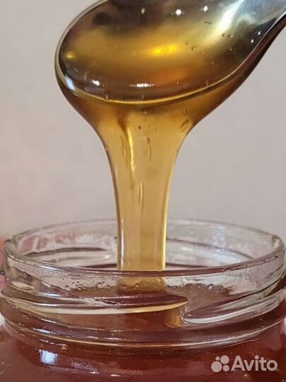 Каштан,черноклен,дикая груша/урожай 2023