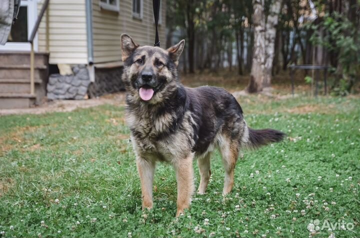 Овчарка Малыш ищет дом