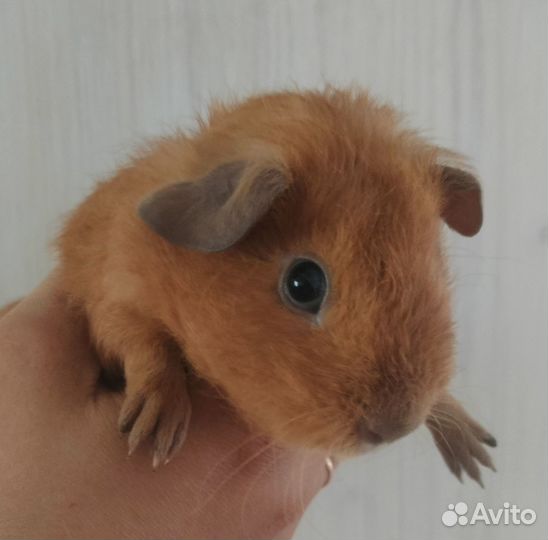 Морская свинка Калифорния