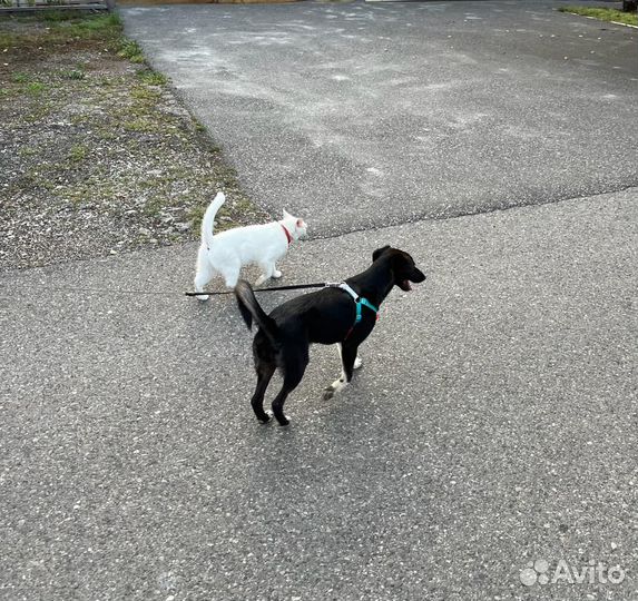 Любимка Лика