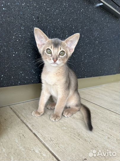 Абиссинская кошка котенок идеальный окрас