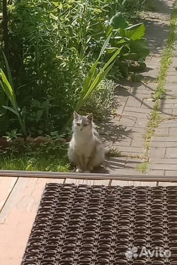 Спасите Пушу