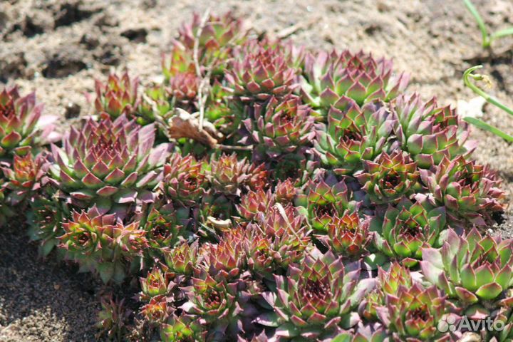 Цветы для сада