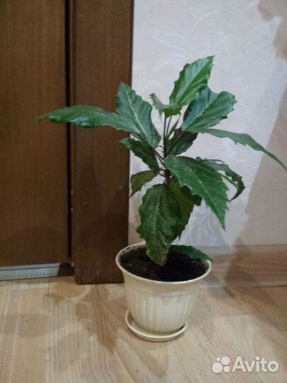 Гибискус вариегатный