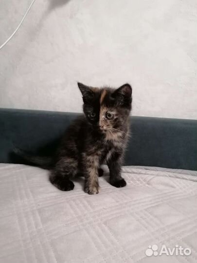 Кошечка 1 месяц