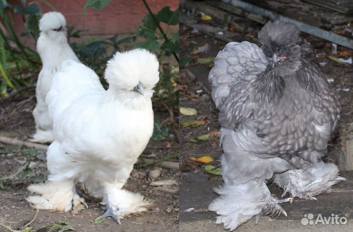 Декоративные куры и Амераукана