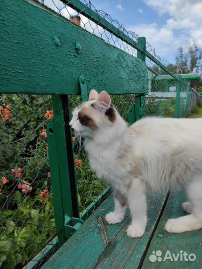 Кошка (привезем в Томск)