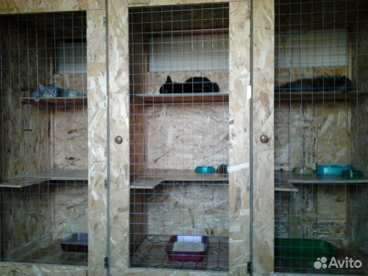 Специализированная гостиница для кошек