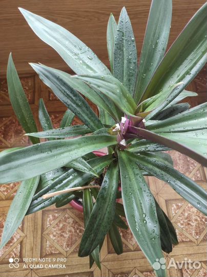 Комнатные растения