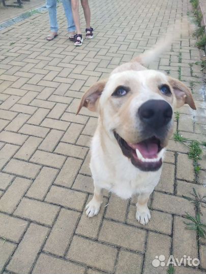 Собака в добрые руки