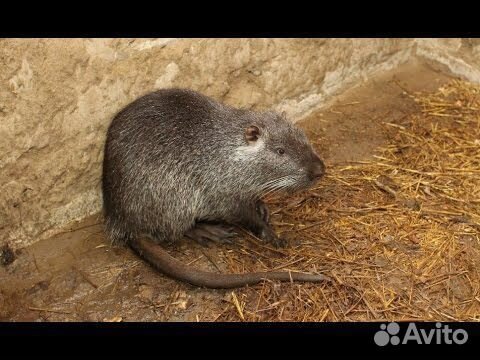 Продам нутрий