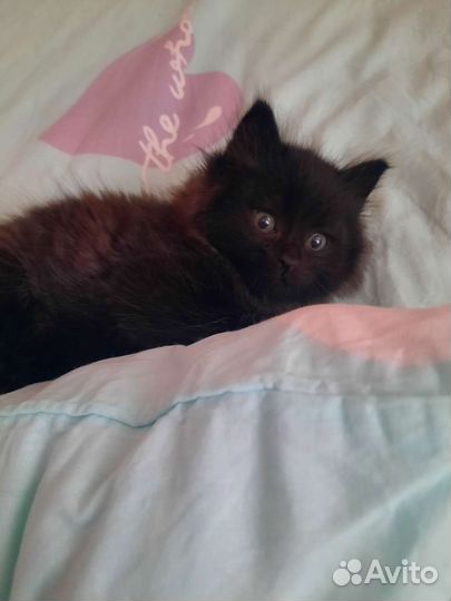 Котенок
