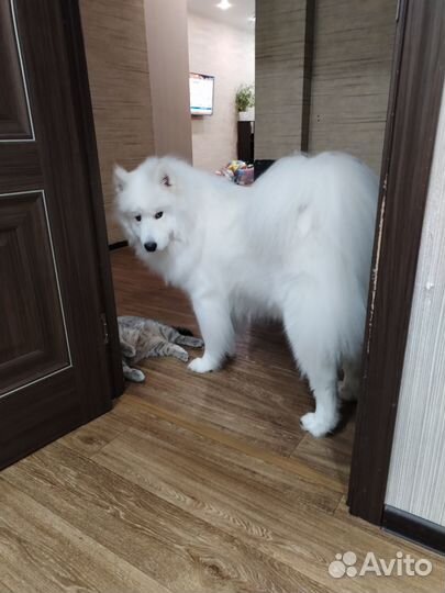 Вязка самоед