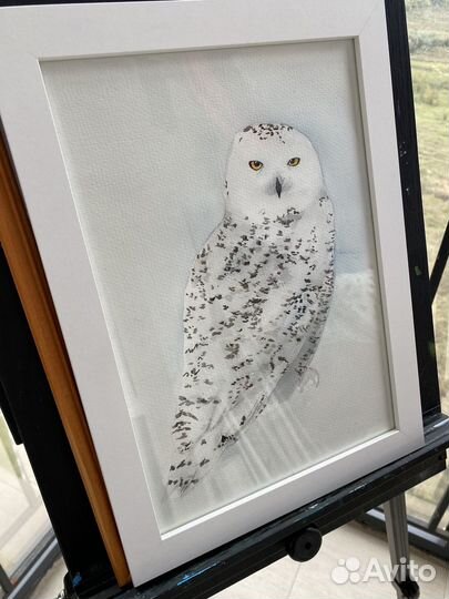 Сова акварелью