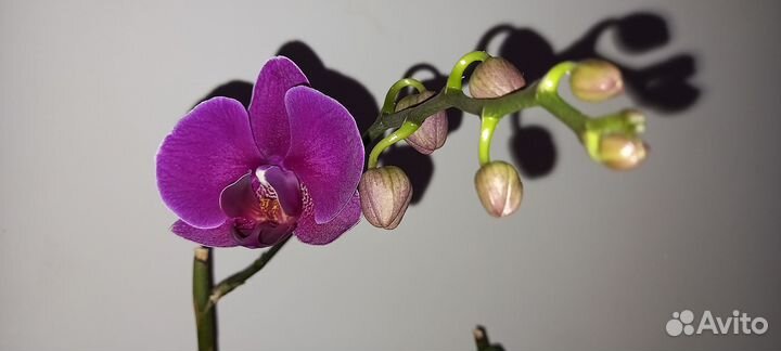 Аминосил для орхидей 250мл