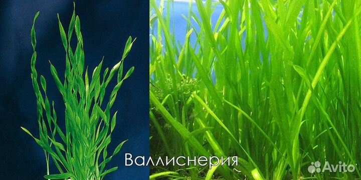 Аквариумные растения большими пучками