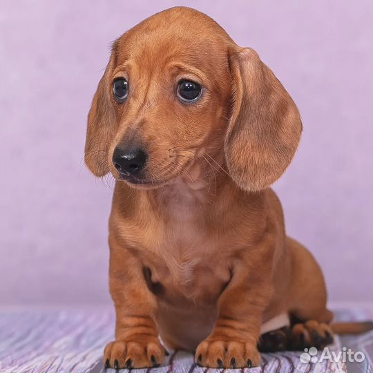 Шикарная девочка мелкая мини, ген пайболд