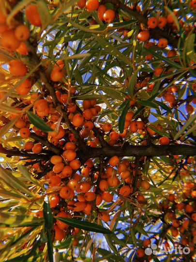 Облепиха женская саженцы