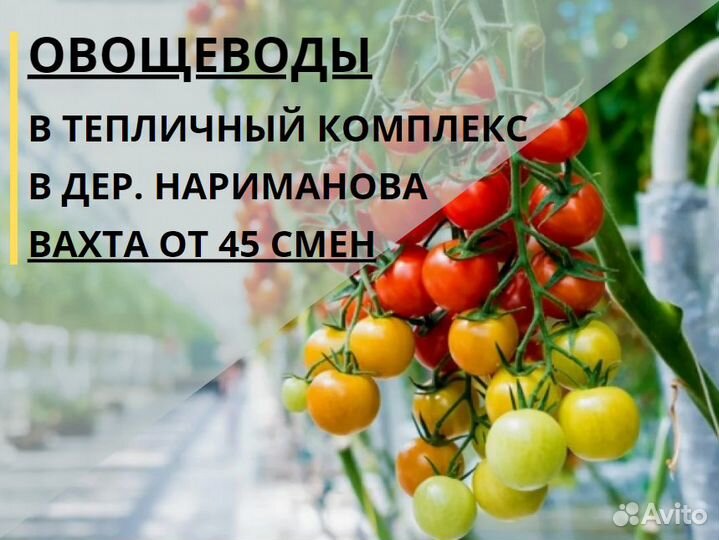 Вахта с проживанием в Тюмени. Овощеводы в теплицы