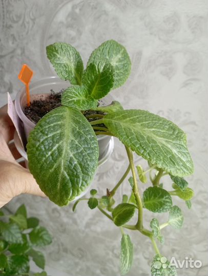 Эписция - светящийся цветок