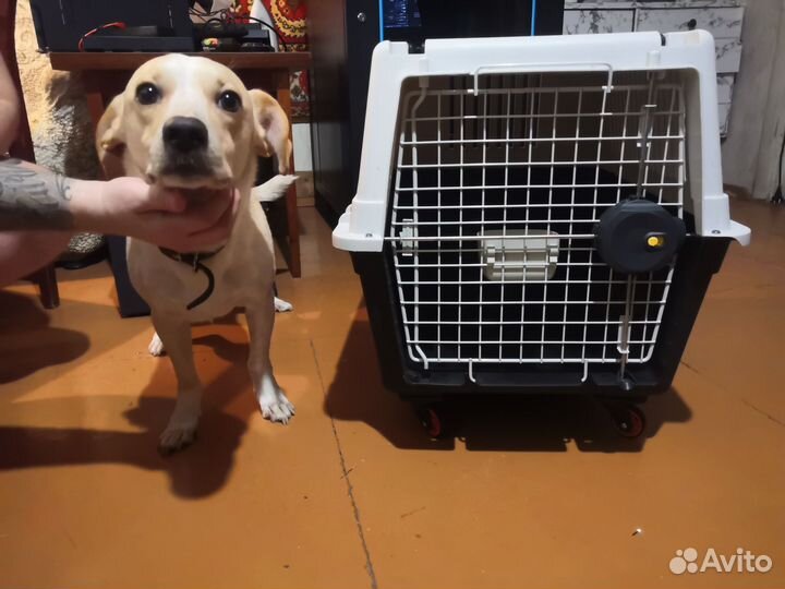 Переноска для средних собак
