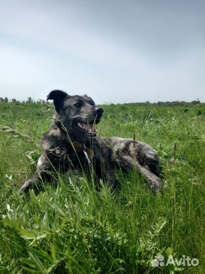 Собака бесплатно