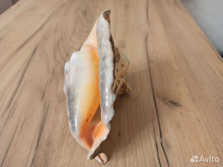 Морская раковина