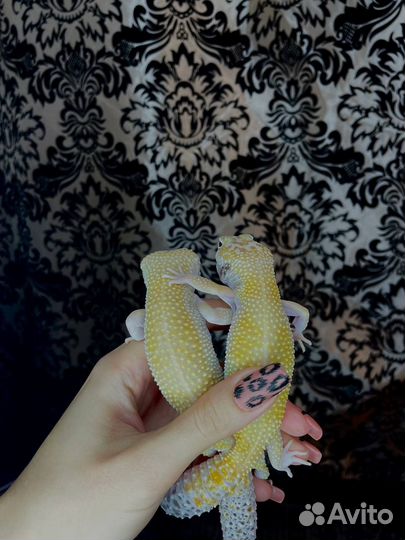 Ящерица эублефар леопардовый геккон