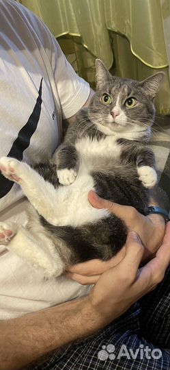 Котик из мультика