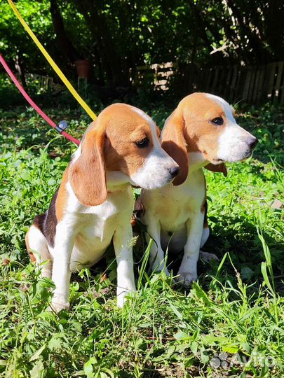 Щенки бигль