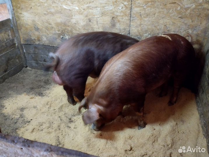 Чистокровный дюрок