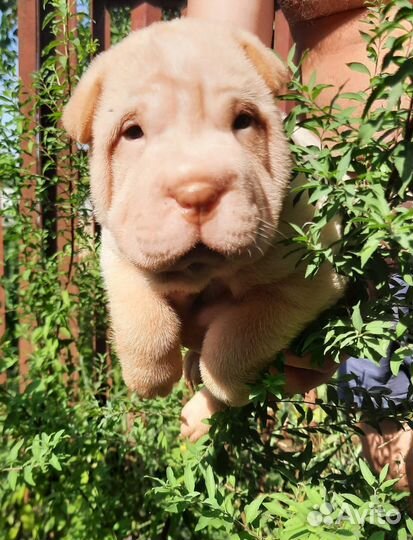 Щенки Щарпей