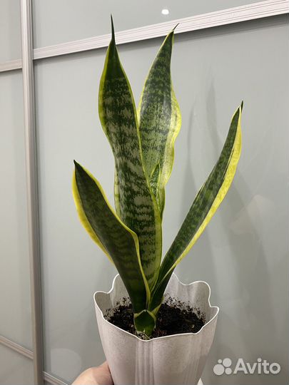 Сансевиерия