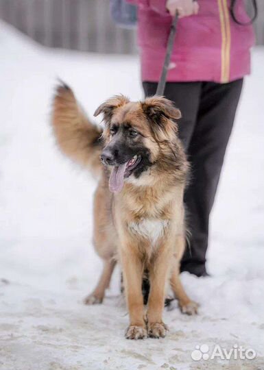 Собака в добрые руки