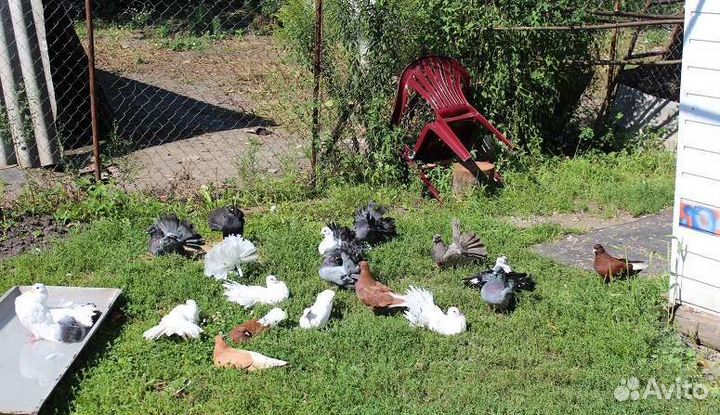 Ручные голуби