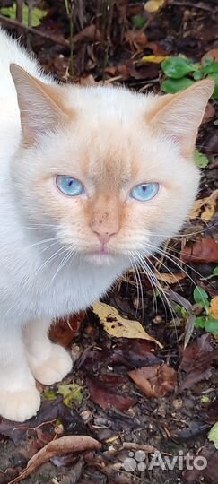 Сиамский кот