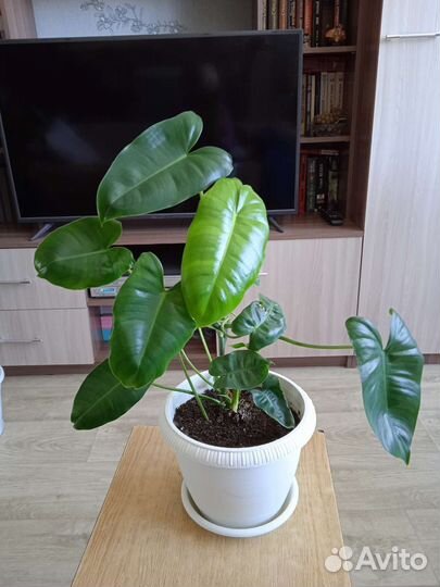 Филодендрон