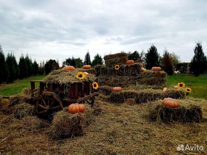 Аренда старинной русской телеги (повозки) №1