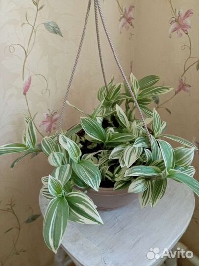 Традесканция