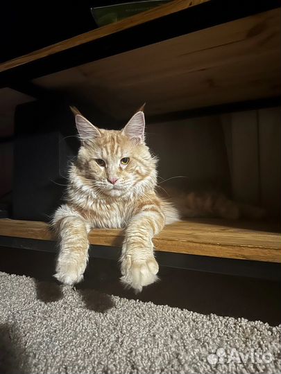Кот и кошка Мейн Куны