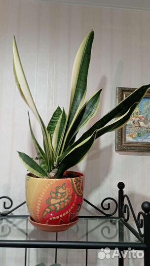 Сансевиерия Футура