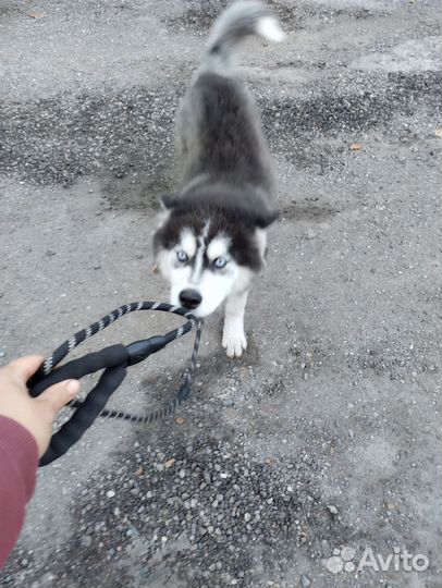Отдам бесплатно