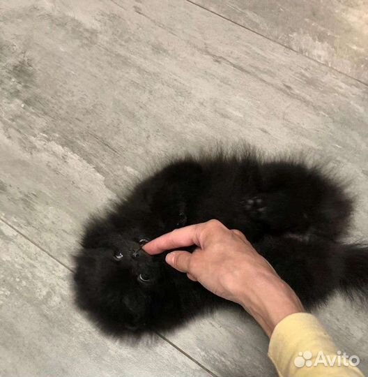 Померанский шпиц